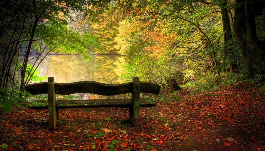 bench in autumn