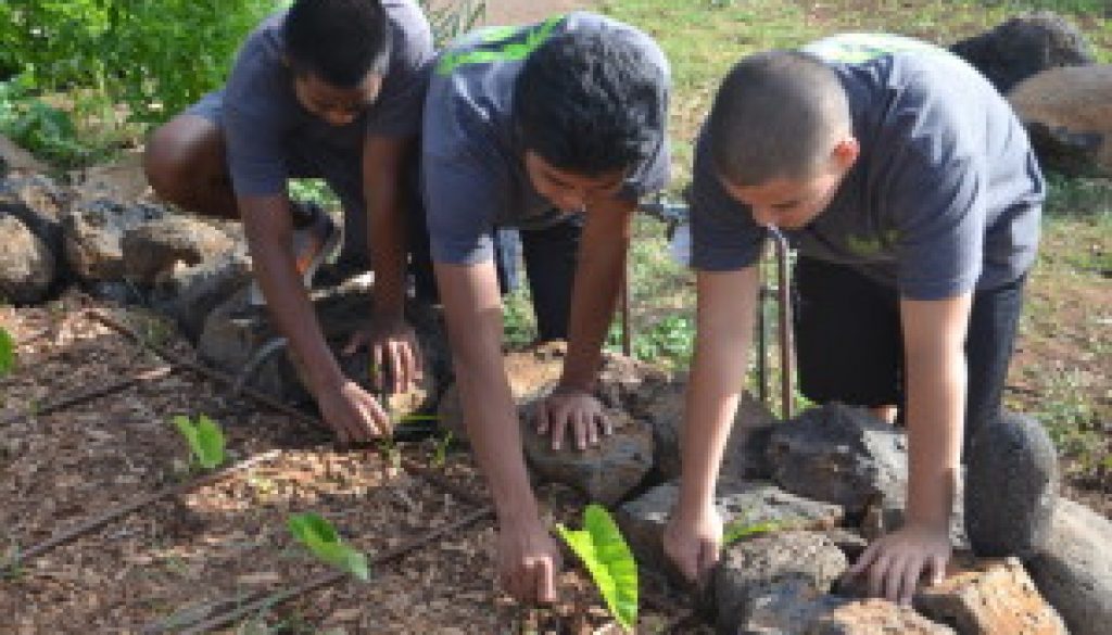 kids planting taro plants