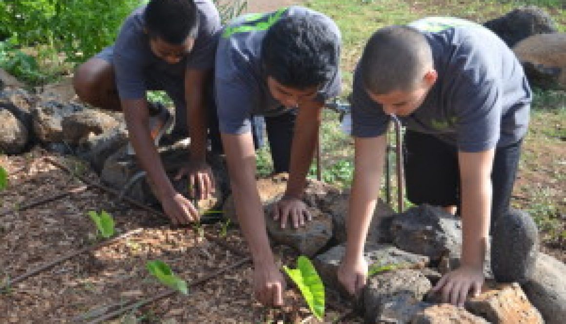 kids planting taro plants